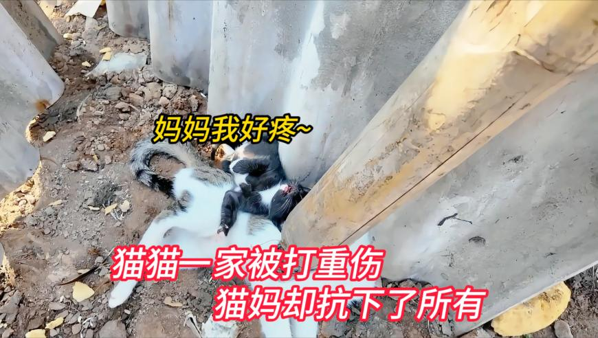 曾道道人论坛网站1339澳门,方时赫减肥前后对比照,决策资料解释落实_铂金版V8.49