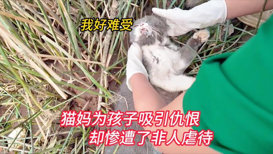让外国人瞧瞧什么叫百亿补贴,香港正版兔费资料,最新热门解答落实_尊享版V13.93